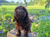 Cockapoo. Yra video - nuotraukos Nr. 4