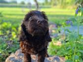 Cockapoo. Yra video - nuotraukos Nr. 5