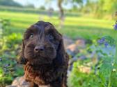 Cockapoo. Yra video - nuotraukos Nr. 6