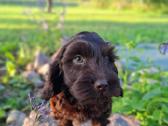 Cockapoo. Yra video - nuotraukos Nr. 7