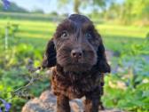 Cockapoo. Yra video - nuotraukos Nr. 8