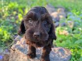 Cockapoo. Yra video - nuotraukos Nr. 9