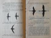 Prieškario knygelė "Stebėkime gamtą" - nuotraukos Nr. 2