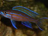 Parduodu paracyprichromis nigripinnis