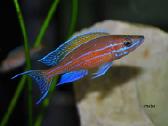 Parduodu paracyprichromis nigripinnis - nuotraukos Nr. 2