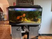 Akvariumas 270 l irengtas