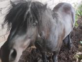 Parduodu Poni - nuotraukos Nr. 2