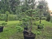 Bonsai.niwaki.formuota pušis .pinus nigra. - nuotraukos Nr. 3