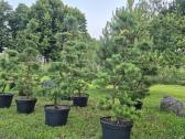 Bonsai.niwaki.formuota pušis .pinus nigra. - nuotraukos Nr. 4