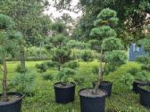 Bonsai.niwaki.formuota pušis .pinus nigra. - nuotraukos Nr. 2