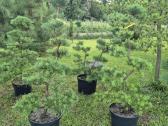 Bonsai.niwaki.formuota pušis .pinus nigra. - nuotraukos Nr. 5