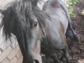 Parduodu Poni eržiliuka