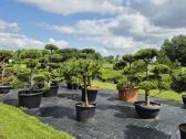 Bonsai.niwaki.formuota pušis .pinus nigra. - nuotraukos Nr. 6