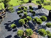 Bonsai.niwaki.formuota pušis .pinus nigra. - nuotraukos Nr. 7
