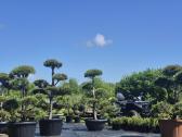 Bonsai.niwaki.formuota pušis .pinus nigra.