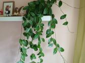 Hoya carnosa splash vaškuolės