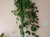 Hoya carnosa splash vaškuolės - nuotraukos Nr. 4