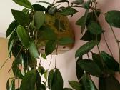 Hoya carnosa splash vaškuolės - nuotraukos Nr. 5