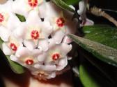Hoya carnosa splash vaškuolės - nuotraukos Nr. 2