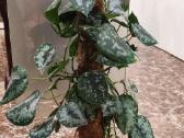 Scindapsus pictus dideliais aksominiais lapais - nuotraukos Nr. 2