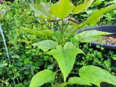 Kampsis arba Stambiažiedė Ląstūnė (Campsis Radican - nuotraukos Nr. 8