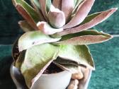 Sukulentas "Garnet Lotus" - nuotraukos Nr. 2