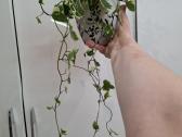 Senecio macroglosum variegata - nuotraukos Nr. 2