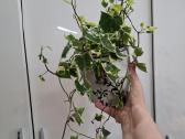 Senecio macroglosum variegata - nuotraukos Nr. 3