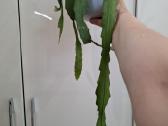 Epiphylum Ackermanii - nuotraukos Nr. 2