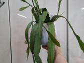 Epiphylum Ackermanii - nuotraukos Nr. 3