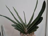 Gasteria - nuotraukos Nr. 2