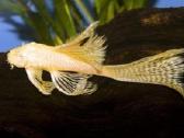 Akvariumo žuvytes - nuotraukos Nr. 2