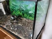 Dovanoju naudotą akvariumą - nuotraukos Nr. 5