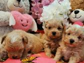 Maltipoo F1 - nuotraukos Nr. 2