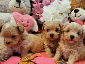 Maltipoo F1