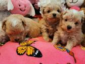 Maltipoo F1 - nuotraukos Nr. 3