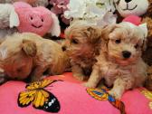 Maltipoo F1 - nuotraukos Nr. 4