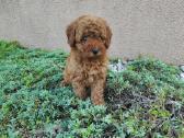 Cavapoo