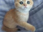 Katytė - nuotraukos Nr. 5