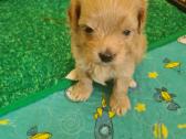 Maltipoo - nuotraukos Nr. 2