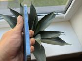 iPhone 12 pro max 256gb - nuotraukos Nr. 3