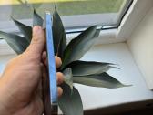 iPhone 12 pro max 256gb - nuotraukos Nr. 4
