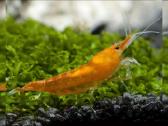 Įvairios akvariuminės neocaridina krevetės - nuotraukos Nr. 3