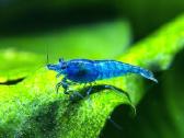 Įvairios akvariuminės neocaridina krevetės - nuotraukos Nr. 4