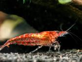Įvairios akvariuminės neocaridina krevetės - nuotraukos Nr. 5