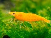 Įvairios akvariuminės neocaridina krevetės - nuotraukos Nr. 6