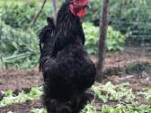 Grynaveisliai Bramų gaidžiai - nuotraukos Nr. 2