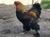 Grynaveisliai Bramų gaidžiai - nuotraukos Nr. 6