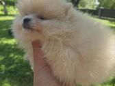 Mini pomeranijos spicai - nuotraukos Nr. 6