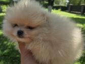 Mini pomeranijos spicai - nuotraukos Nr. 7
